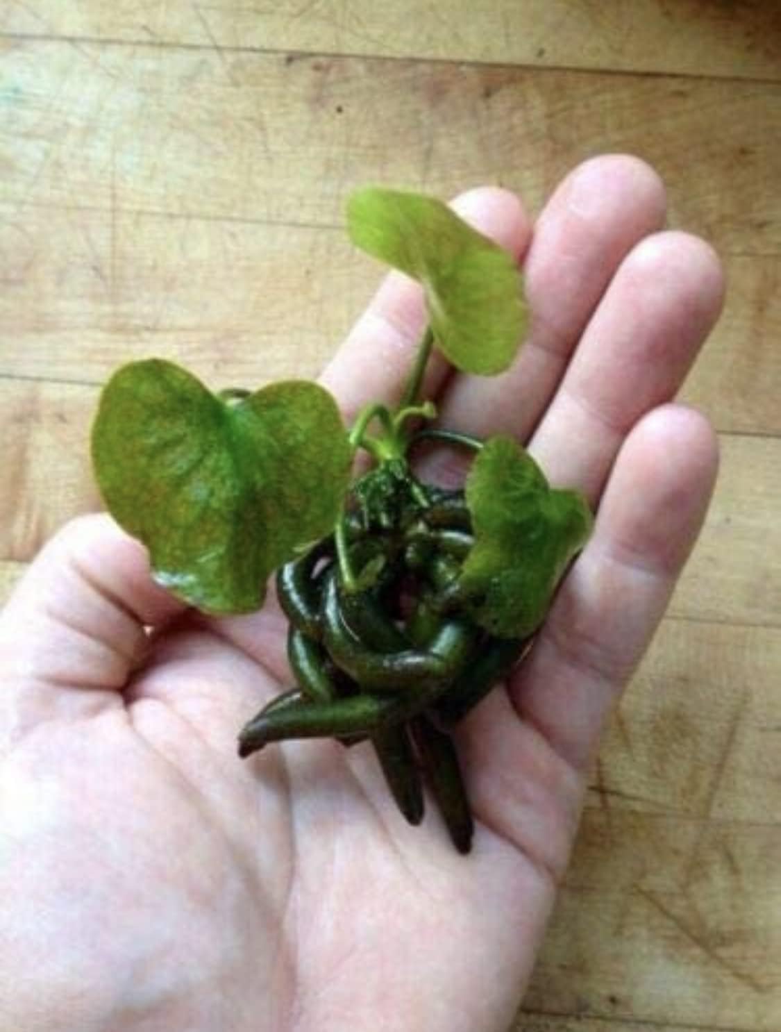 Marcus Fish Tanks 2 Banana Plants (Nymphoides Aquatica) Live Aquarium Plants - Buy 2 Get 1