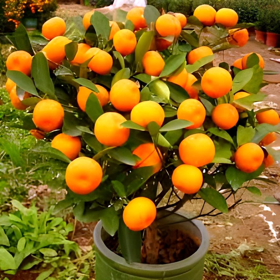 Hidden Enterprise Special Dwarf 1Healthy Live Bonsai Chinese bush orange sweet &Testy Fruit Tree plantll For wonderful Home Garden Fruit Outdoor & Indoor plant.Pack 01. (B0D4QFG3PZ) Amazon Price History, Amazon Price Tracker