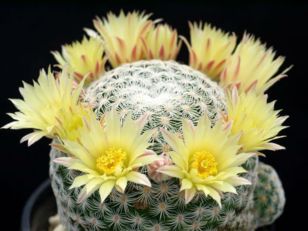 Decorative Mini Cactus Live Plant – Rare Mammillaria Pectinifera | Pack of 1 Perfect Mini Desk Plant No pot-image-44