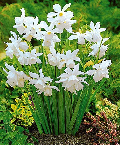12: Bolly Bulbs 'Thahlia' Narcisi, 12/25/50/100, bianco Multi-Headed iety Seeds ONLY