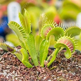 Army Green : 50 Pcs/Lot Multifarious Nepenthes Seeds Carnivorous Seeds Bonsai Dionaea Muscipula Giant Clip Venus Flytrap Seeds Seed in Garden Green: Only Seeds