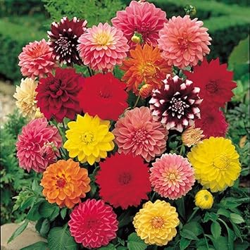 Amazon.co.jp 春植え球根 ダリア 切花向き中輪セット 5色5球 (各1球) / 国華園 24年春商品 ダリアの球根 DIY