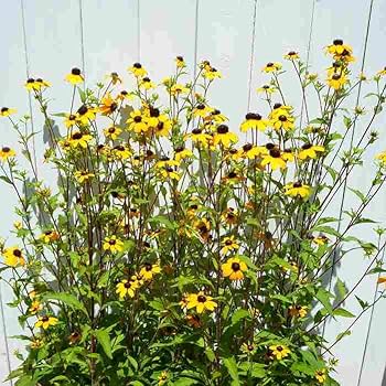 株分け抜き苗 ⑨ ルドベキア・タカオ 株分け抜き苗 ⑨ ルドベキア・タカオ | 花