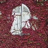 SALE! Boston Ivy Seeds 100pcs/lot 2017 HOT SALE Fun Green Red Boston Ivy Seeds Home Gardening Wholesale