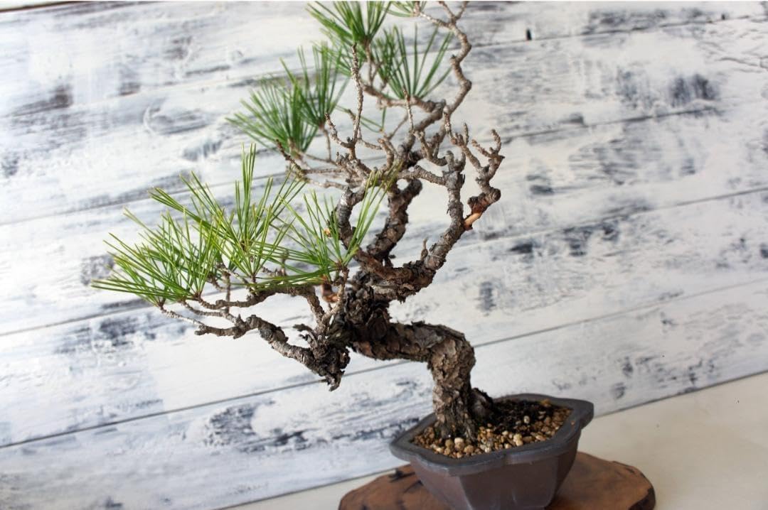 盆栽 赤松 和風 おしゃれ インテリア 観葉植物 園芸 オブジェ b084 盆栽 赤松 和風 おしゃれ インテリア 観葉植物 園芸 オブジェ b084