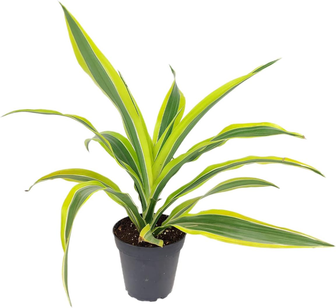 Dracaena Lemon Lime (4" Grower Pot) - Air-Purifying Bright Light houseplant - Easy to Care Houseplant Decoration for Office and Apartment