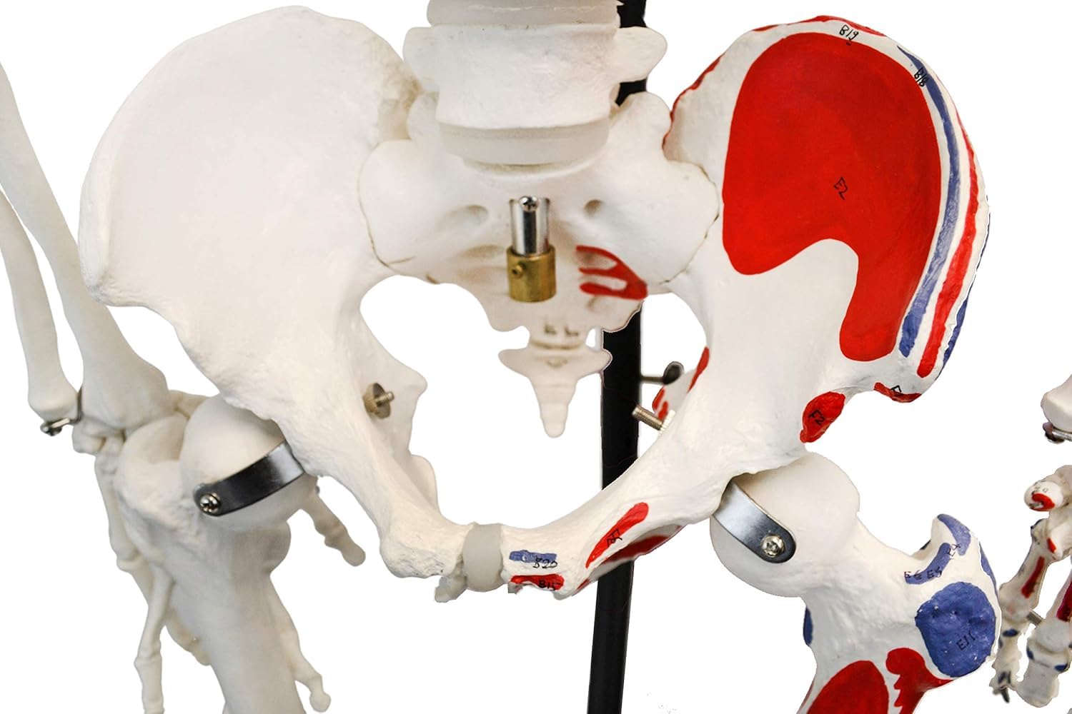 Anatomiczny model szkieletu naturalnej wielkości 180 cm z malowanymi detalami i stojakiem do zawieszania 1 szt