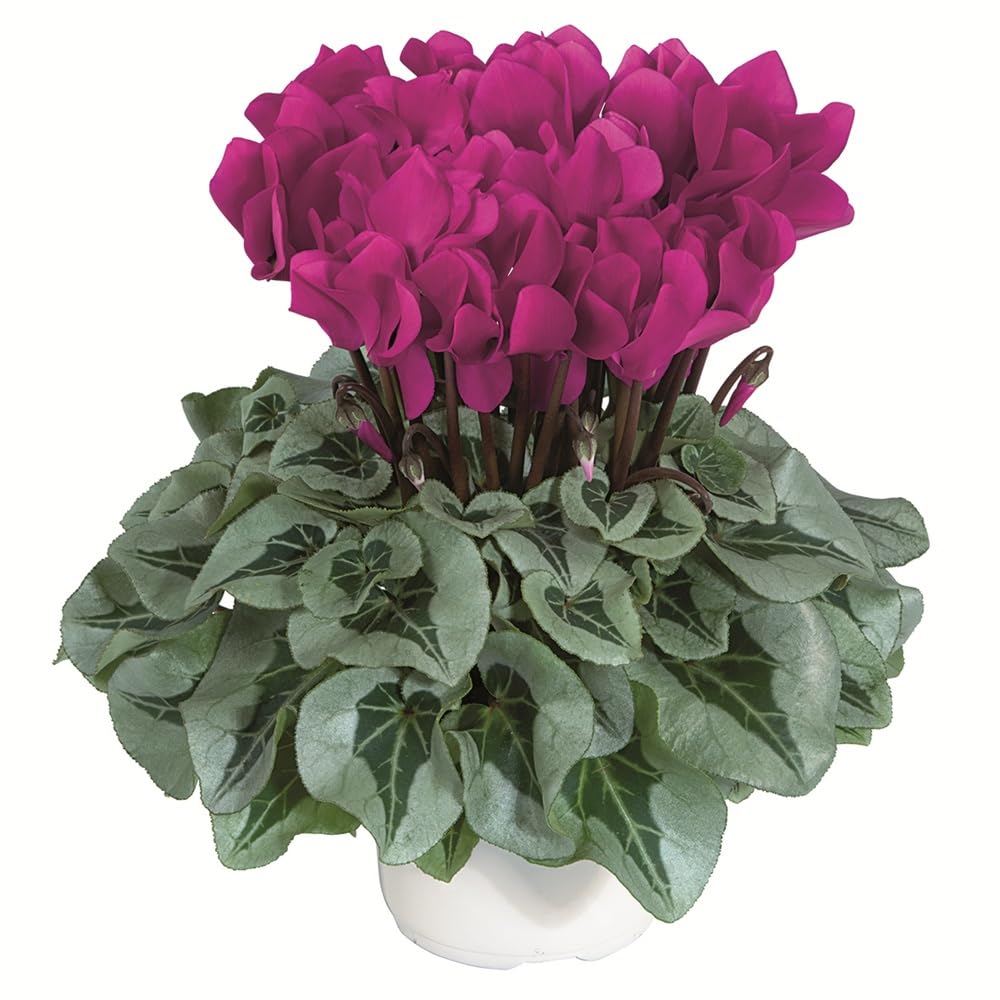 Bedwen Cyclamen 'Metis Decora Wine' Plants – Compact Perennial with Striking Silver Foliage & Vibrant Purple-Red Blooms for Shady Gardens, Indoors & Seasonal Colour
