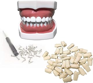 Professional Standard Anatomy Typodont Demonstration Teeth Model with 28pcs Disassemble Teeth for Teaching and Study Teeth Model Educational Supplies