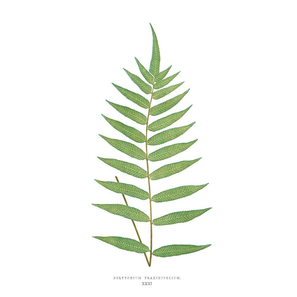 Wee Blue Coo Fern Polypodium Fraxinifolium Art Print Poster Wall Decor 12X16 Inch