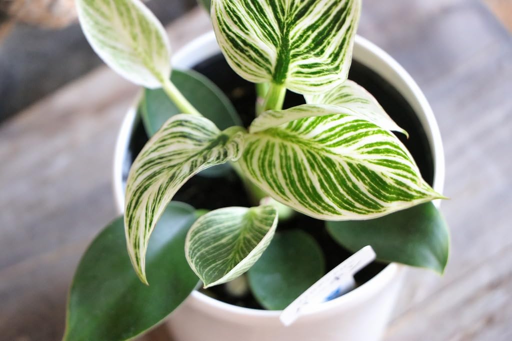 観葉植物 ヒロデンドロン緑と白の斑入り フィロデンドロンの種類27選｜人気品種から希少種を解説【育て方