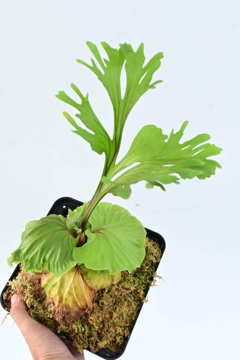 Amazon.co.jp: P.ridleyi Wide & Frill① @bikamori.com リドレイ