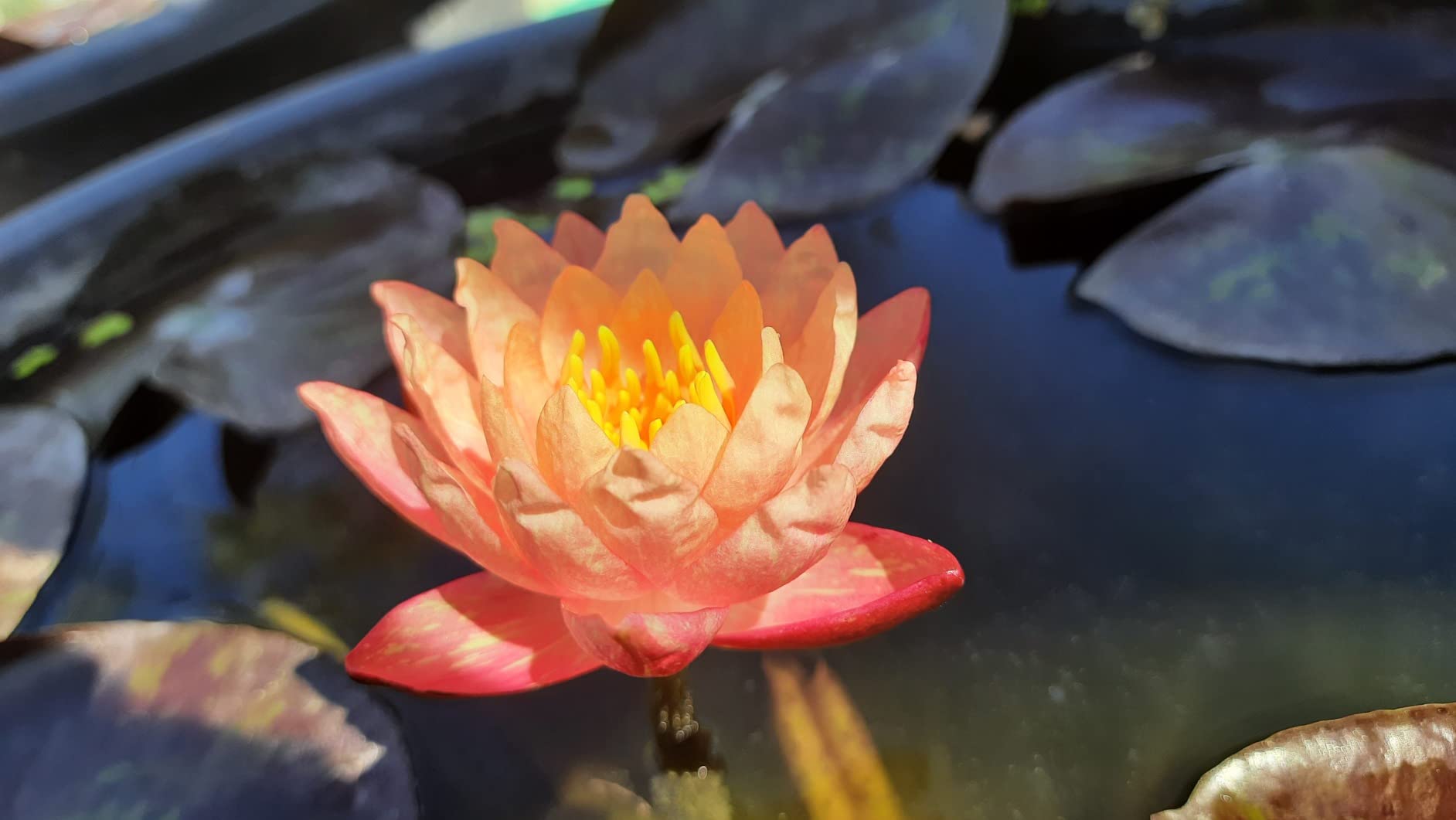 Ruckkuz - Waterlily Live Plant (Peach) | Indoor | Outdoor | Aquatic Plant Live Plant 4