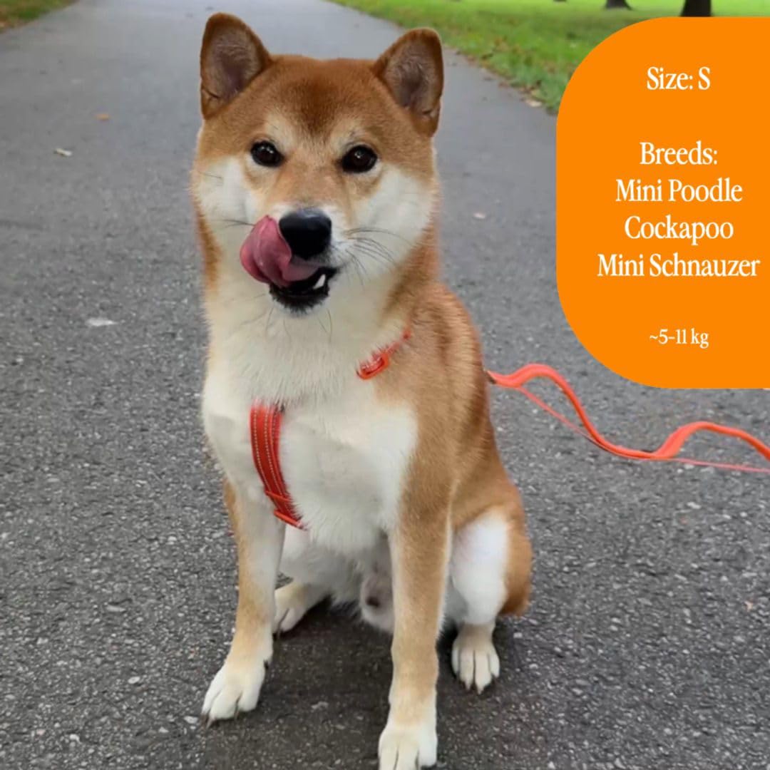 UrbanTails Y-Hundegeschirr S – Anatomisch, Reflektierend, 6 Verstellpunkte + Halsverschluss, Anti-Zug Brustgeschirr für Kleine & Mittlere Hunde (Orange, S)
