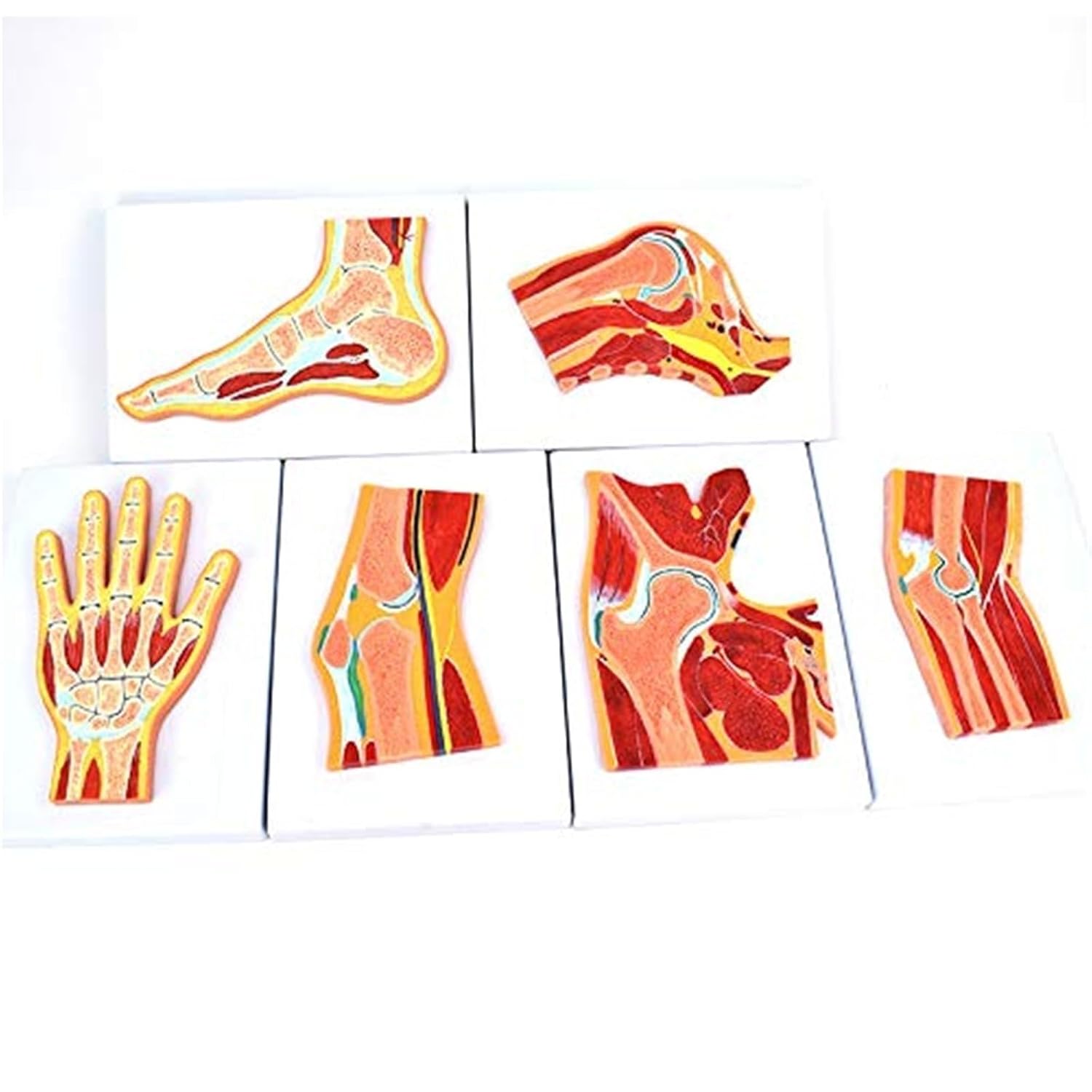 Human Joint Anatomy Model Set, 6pcs Hand Foot Hip Knee Shoulder Elbow Cross-Section Models for Medical Teaching, Skeletal Muscle Ligament Anatomical Demonstration.