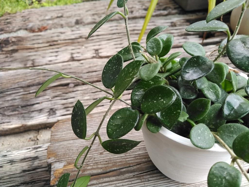 Amazon.co.jp: ホヤマチルダ＊Hoya Mathilde＊セルペンス×カルノーサ