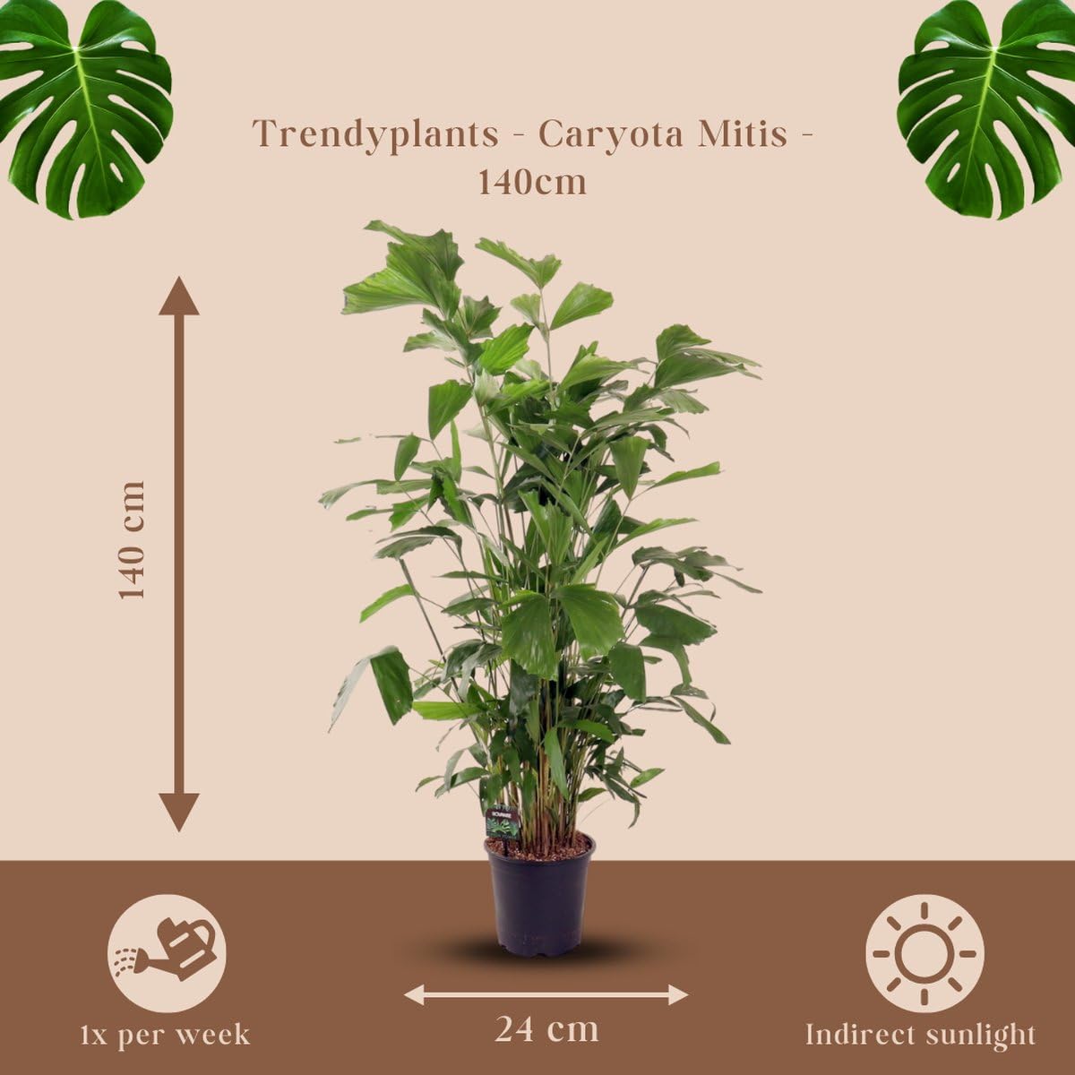Trendyplants - Caryota Mitis - Fischschwanzpalme - Zimmerpflanze - Höhe 130-150 cm - Topfgröße Ø24cm