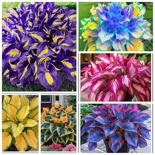 Rizomi di hosta selezionati/resistenti al freddo e alla siccità/perfetti per decorare terrazze e balconi/bellissimi/ideali come regali per le feste.-4 Rizomi-D