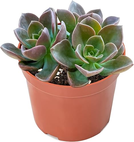 Miniatura 2 de Sprout N Green Echeveria Melaco, 1 paquete de mini planta suculenta viva rara totalmente enraizada en macetas de 4 pulgadas con mezcla de tierra,