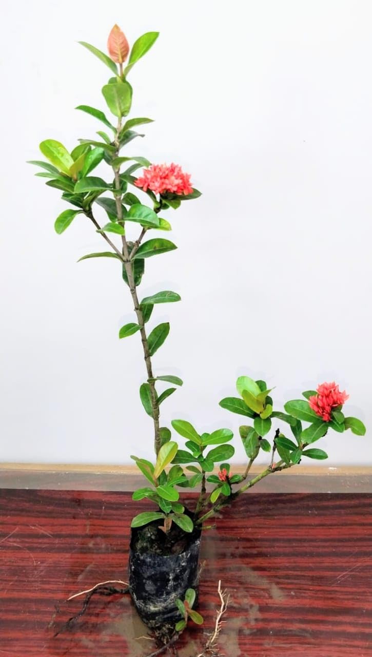 羅本製所 robinceramicstudio FLOWER 羅本製所 robinceramicstudio FLOWER 羅本製所