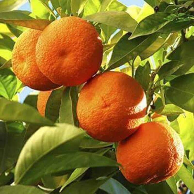 Image of GreenWorld Special Nagpur Orange /Komla Lemon (Pack Of 1 / Guti Kolom) Live Plant,Healthy & Air Layered Plant,''Fruit After 3 to 6 Month''
