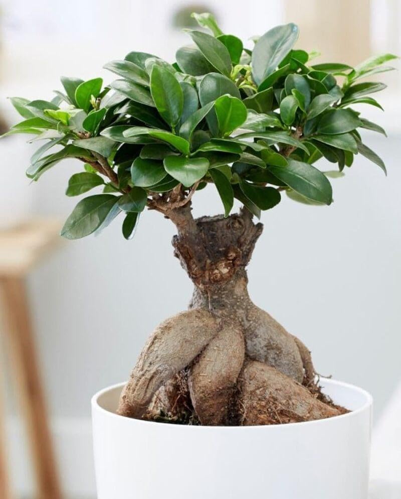 Live China Bot Plant, Ficus Microcarpa Live Plant Decorative/Ornamental plant, Healthy Indoor/Outdoor & Bonsai Tree (pack of-1) T_59-image-38
