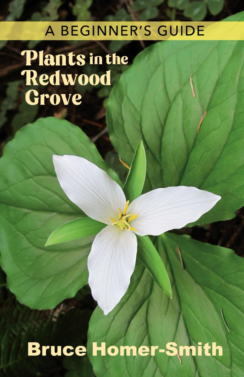 Plants in the Redwood Grove: A Beginner's Guide