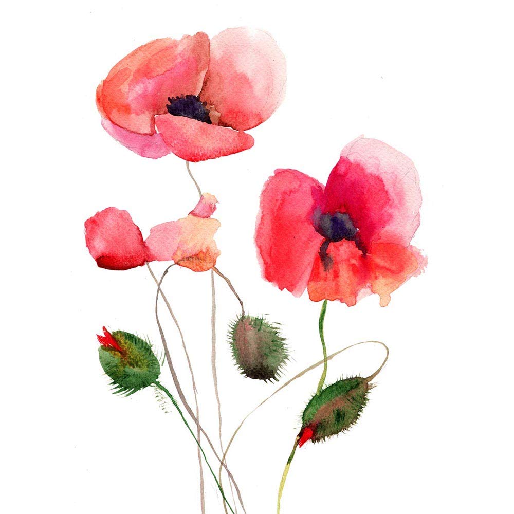 Wee Blue Coo Flower Poppies Watercolour Art Print Poster Wall Decor 12X16 Inch