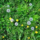 Tiene una fuerte adaptabilidad y no es muy exigente con el suelo.