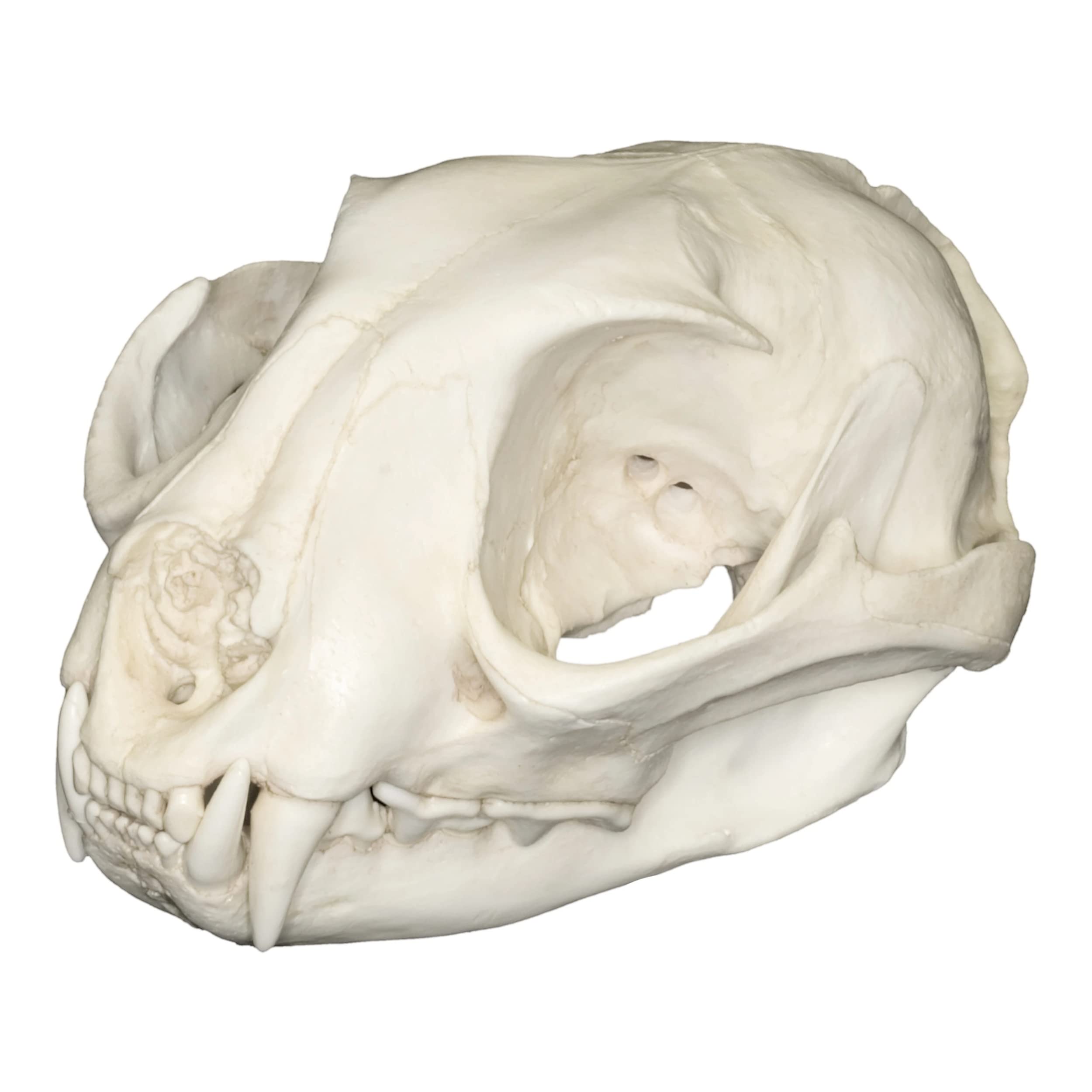 Caracal Skull (Teaching Quality Replica)