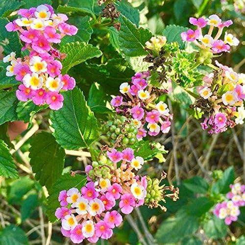 Palm Beach Medicinal Herbs - Shirley Annette Lantana (Lantana Camara) - Paquete de 20 Semillas