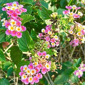 Shirley Annette Lantana Lantana Camara - Packet of 20 Seeds