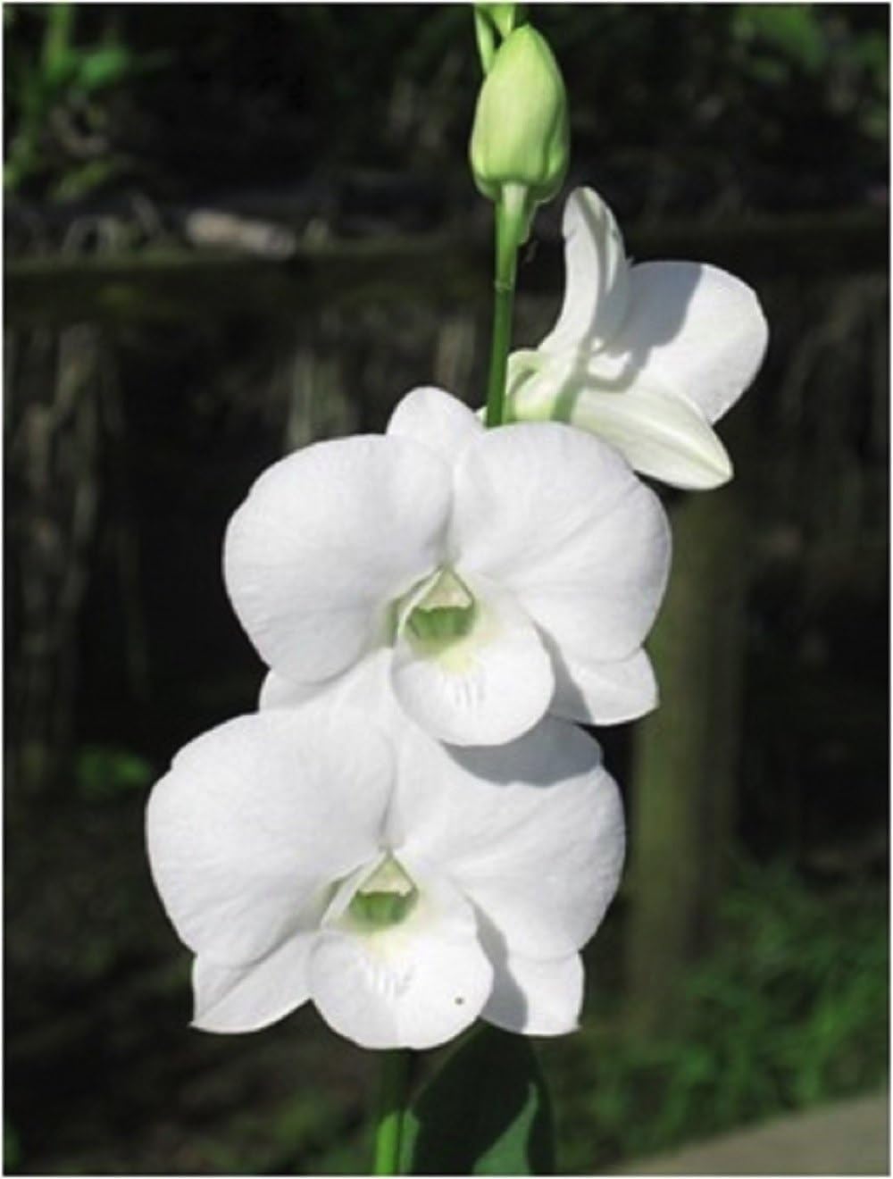 Phalaenopsis orchid live plant,Orchid plant (Pack of 2 with pot) (B0CQ2DC791) Amazon Price History, Amazon Price Tracker