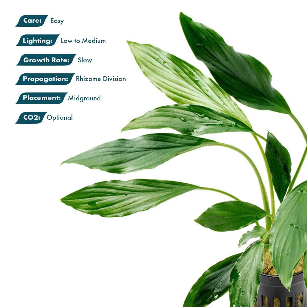 Amazon.com : SubstrateSource Live Plants - Homalomena sp. 'Sekadau