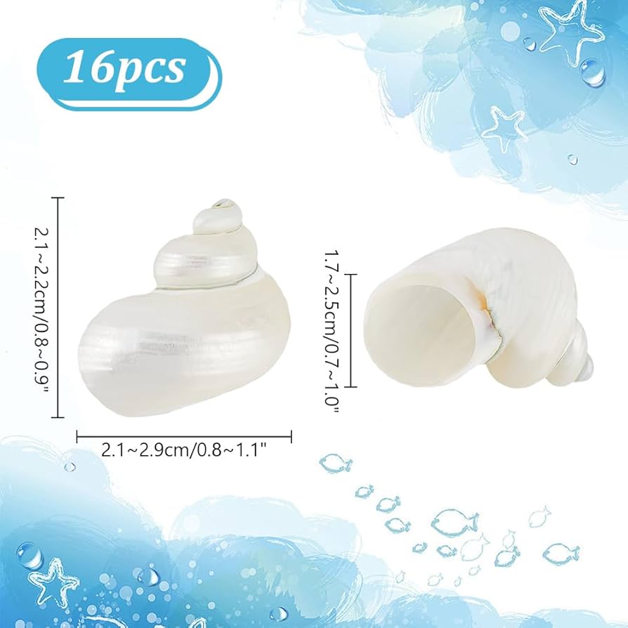 貝殻いろいろ 61uMHQV9WgL._UF350,350_QL50_.jpg