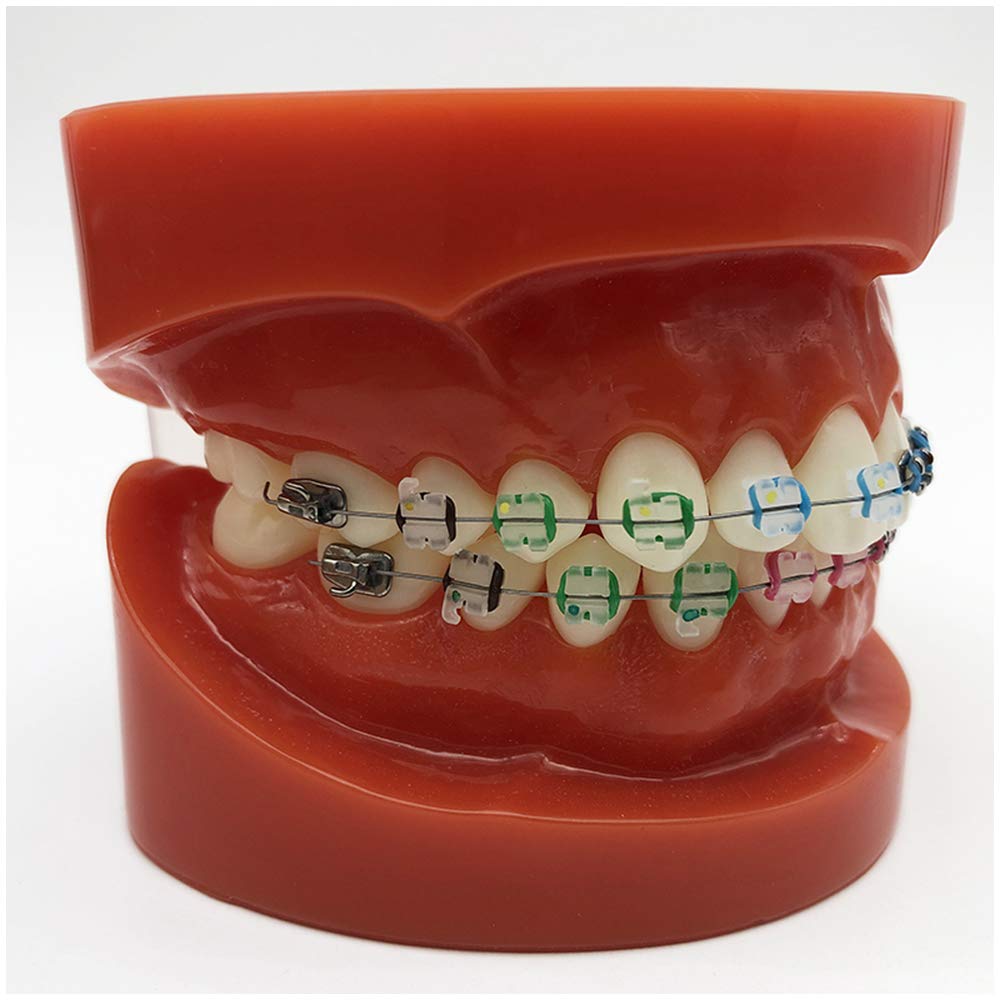 Model Zębów Typodont, Demonstracyjny Model Ortodontyczny Dental Typodont, Model Do Nauki O Zębach Zębowych, Model Dydaktyczny Do Nauczania Przedmiotów Ścisłych,