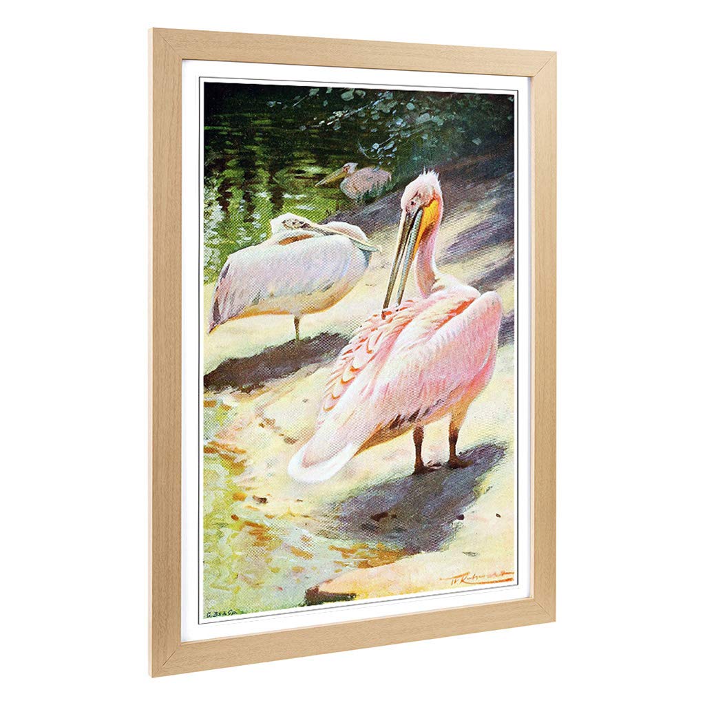 Big Box Art Framed Print of Vintage W Kuhnert Pelican Design | Wall Art Picture | Home Decor for Kitchen, Living, Dining Room, Bedroom, Hallway, Office, Oak, A2 / 24.5x18 Inch / 62x45cm