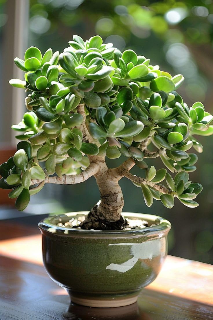 Original crasulla ovata kuberaksha vastu plant, jade plant | 25 cm high, Perfect for Indoor and Outdoor Spaces, Included Pot - pack of 1-image-28