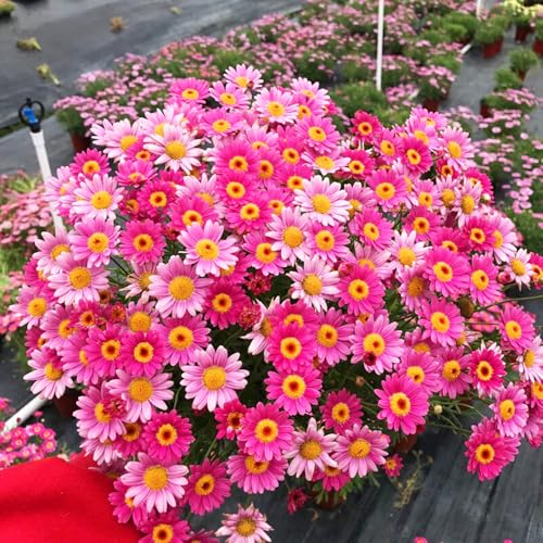 Semillas de margarita perenne-bancales elevados para jardín,decorativas resistentes en macetas 600pcs