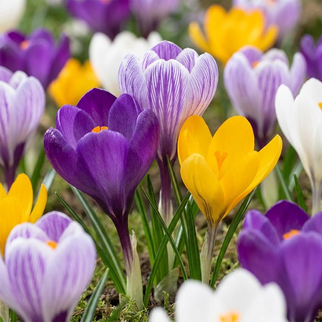 Green boutiQ - 240x Crocus Large Flowering Mix - Crocus à grandes fleurs mélange - Divers - Floraison printanière - Calibre 7/8