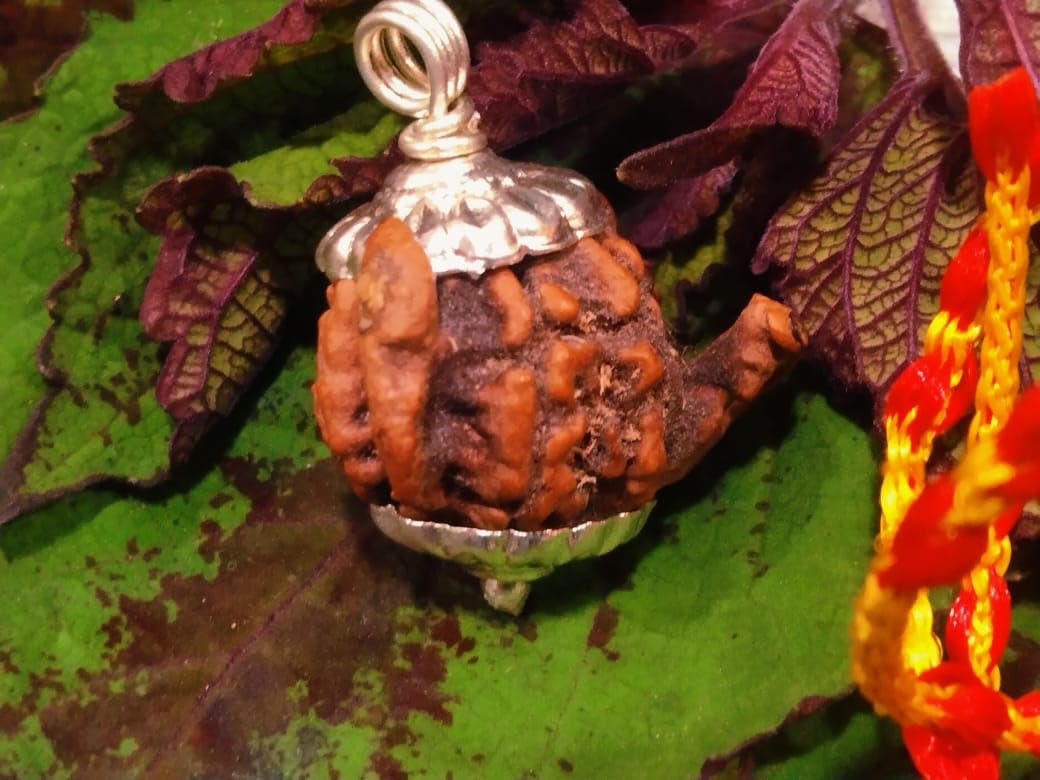Rare Gems Gallery Geniune Nepali Holy Beads Double Ganesh Rudraksha Original Certified गणेश मुखी रूद्राक्ष Pure Gajanan Rudraksha for Wearing Puja & Astrology Purpose गणेश रुद्राक्ष