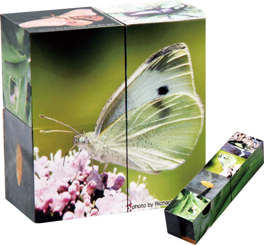 Artec kyu to choose from – IT 'S 55690 Insects