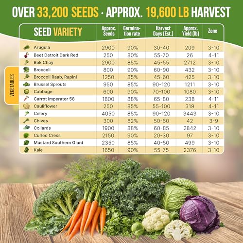 Organo Republic 30 Most Popular Winter Vegetable Garden Seeds Variety Pack- Outdoors/Indoor 33,200+ Non-GMO Heirloom Veggie Seeds Broccoli Beet Carrot Cabbage Chives Lettuce Radish Pea Spinach & More - Thumbnail 3