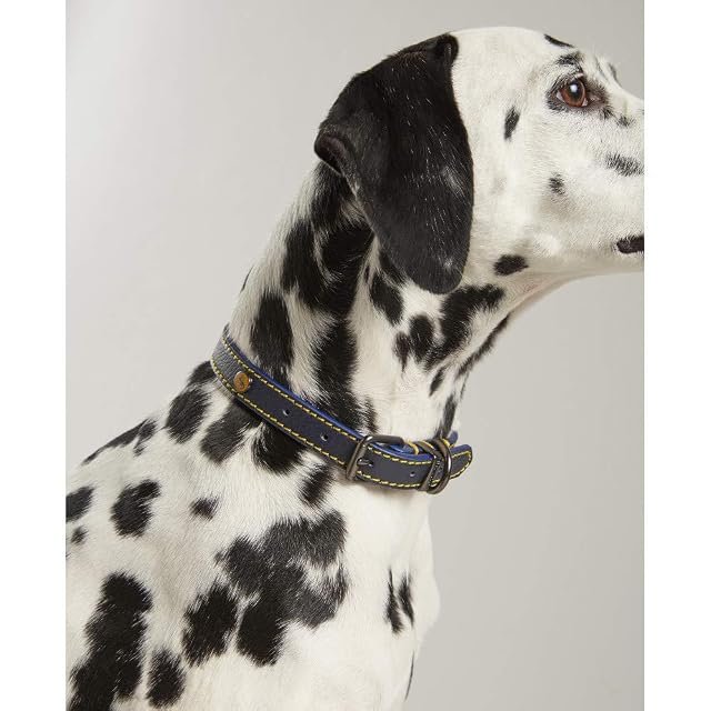 Foto 2 de 8 de Joules Rosewood Joules - Collar de Cuero para Perro, Color Azul Marino, Talla M