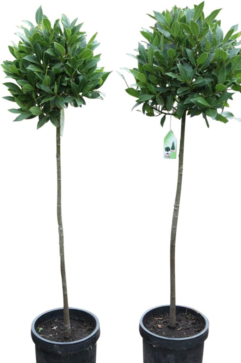 Laurus Nobilis Bay Tree Half Standard Trees 125cm Tall SETOF2