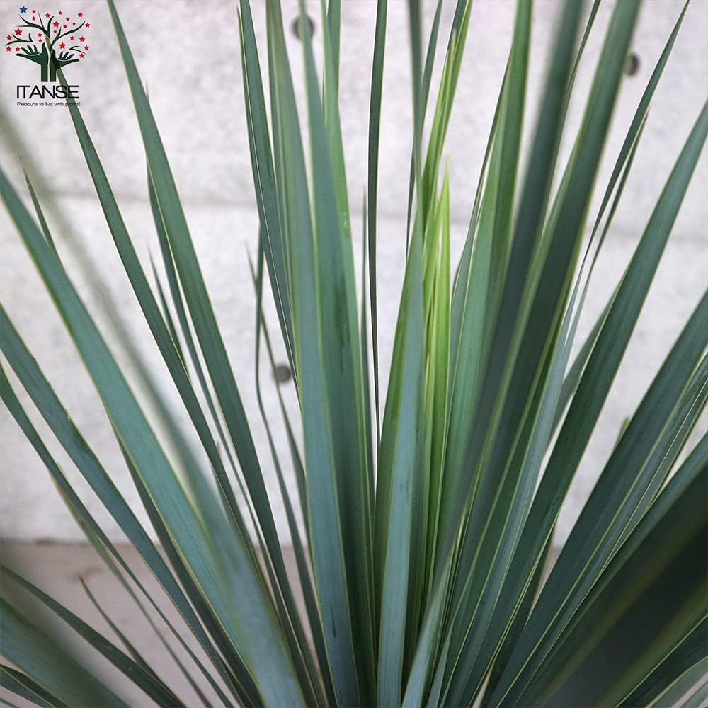 ユッカロストラータシルバーリ―フ値下げしました ユッカ・ロストラータ8号鉢(シルバーグリーン葉)【品種で選べる