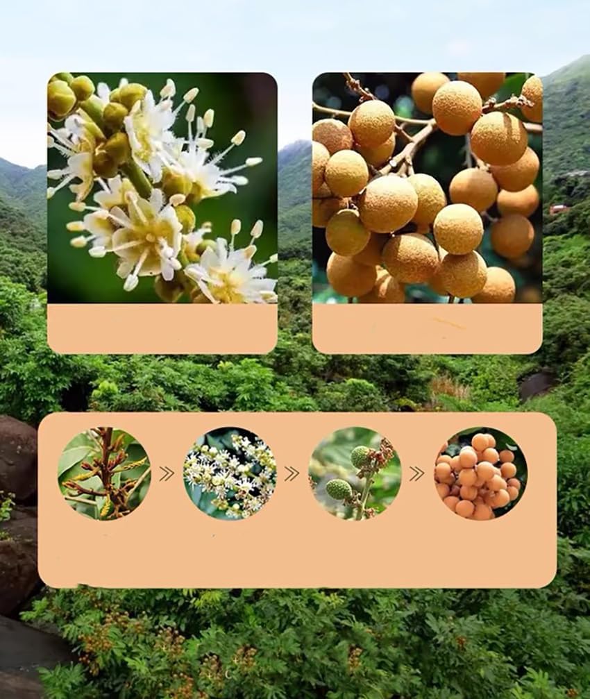 Natural Dried Longan Fruit, No Sugar Added, 17.64 Oz Premium Selected