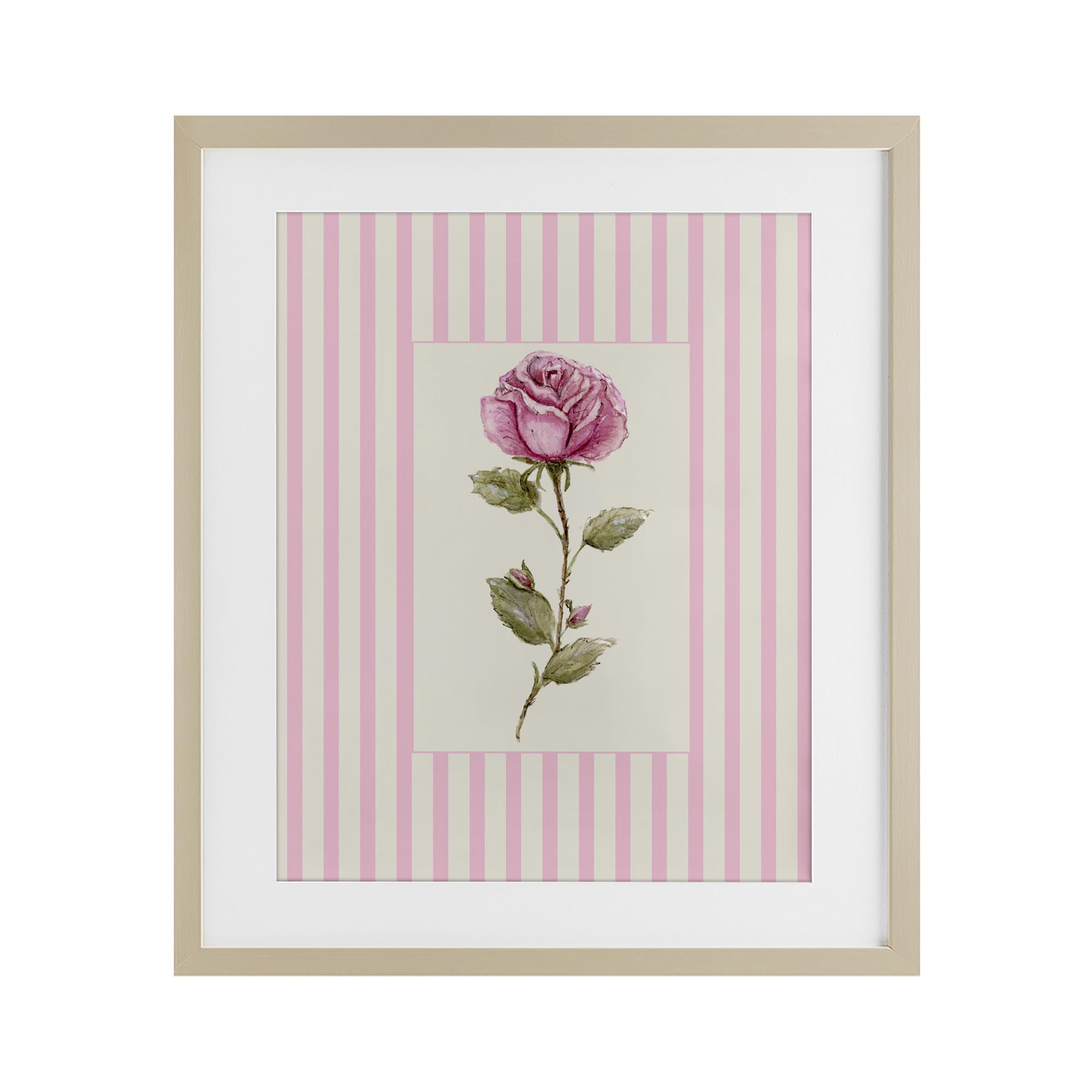 'Pink Stripe Rose'| Framed Print Under Glass