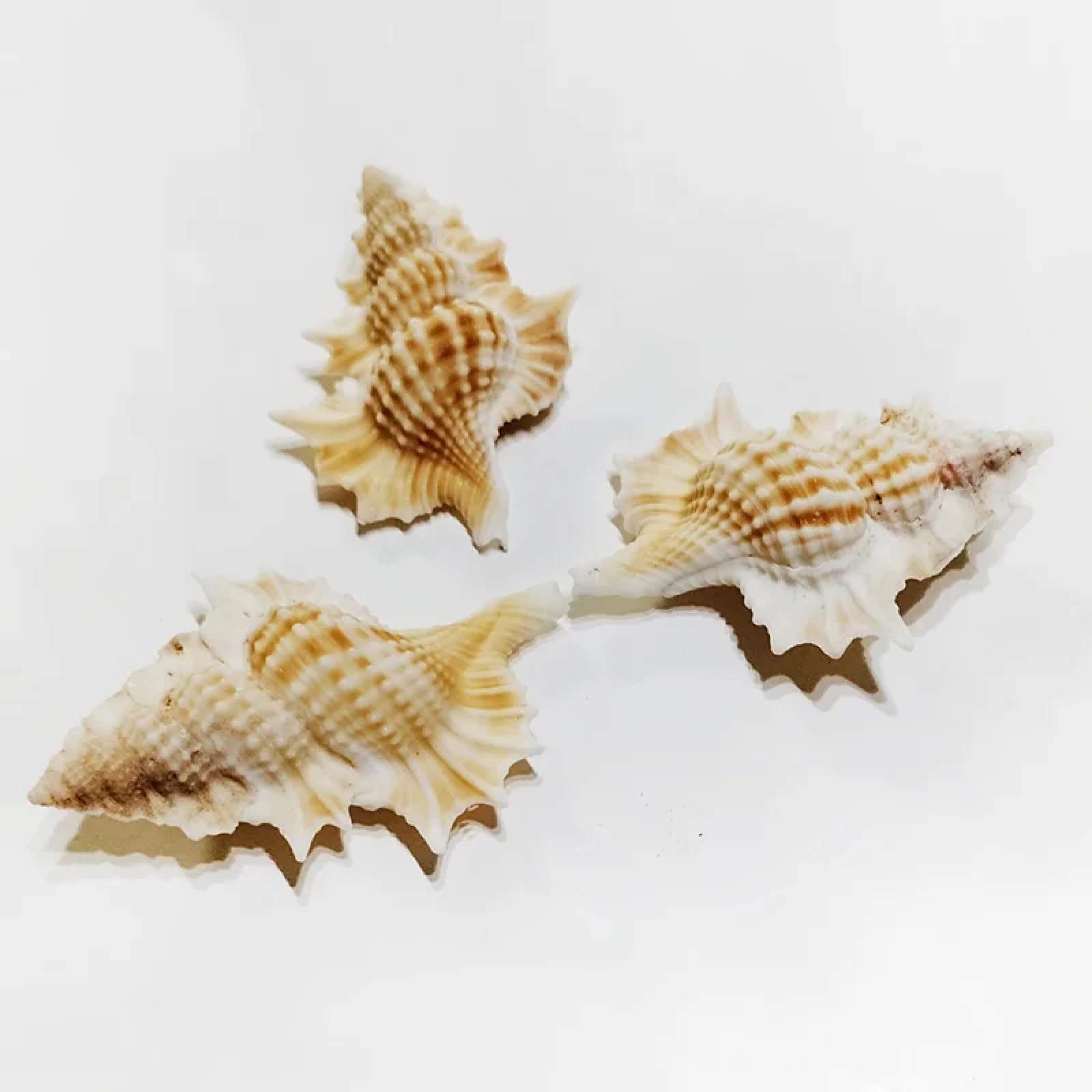 Conchiglie per decorazione, 3 pezzi, 5-6 cm, foglie d'acero tritone, conchiglie naturali Gyrineum Perca Conchiglie Collezione Conchiglie per acquari Decorazioni Artigianato Decorazioni per feste