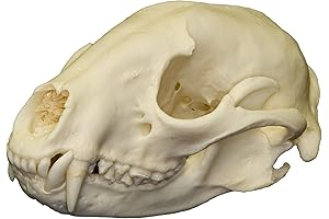 Real Raccoon Skull An Educational Decor